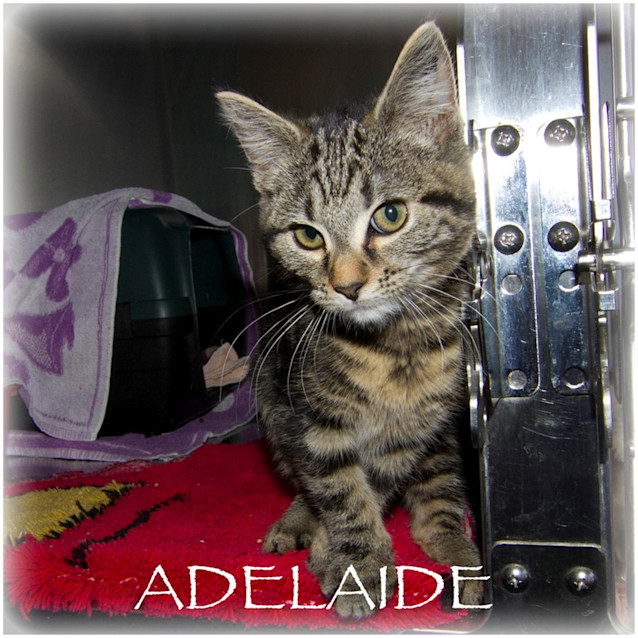 Photo of Adelaide