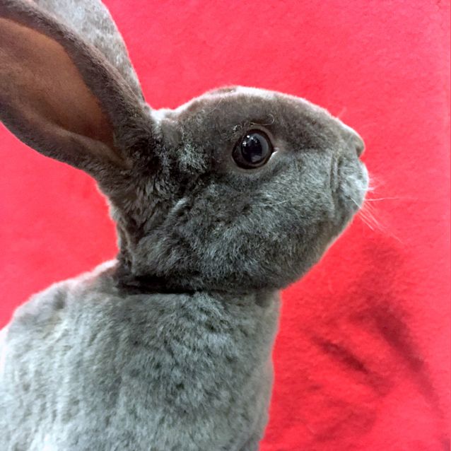 Photo of Smooth