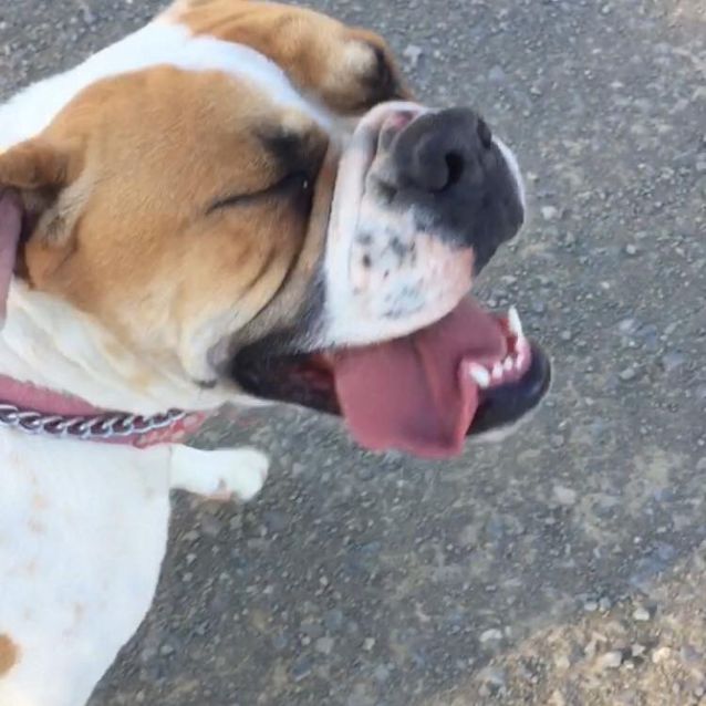 Photo of Sasha The Bulldog 2 Yo
