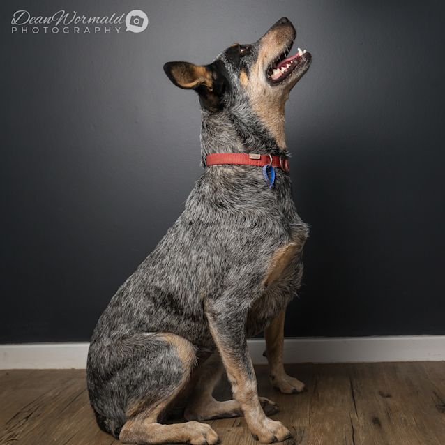 Photo of Bluebell ~ Stumpy Tail Cattle Dog (On Trial 6/3/18