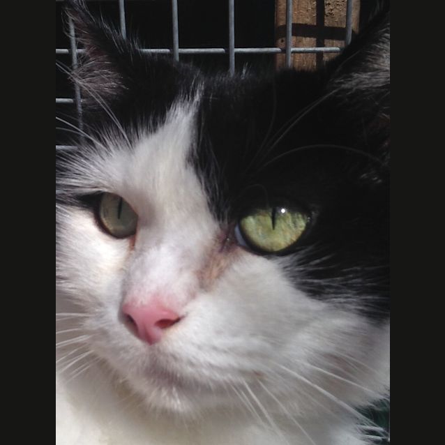 Photo of Clover