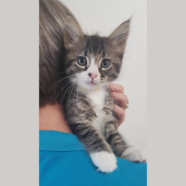 Photo of Beauregard