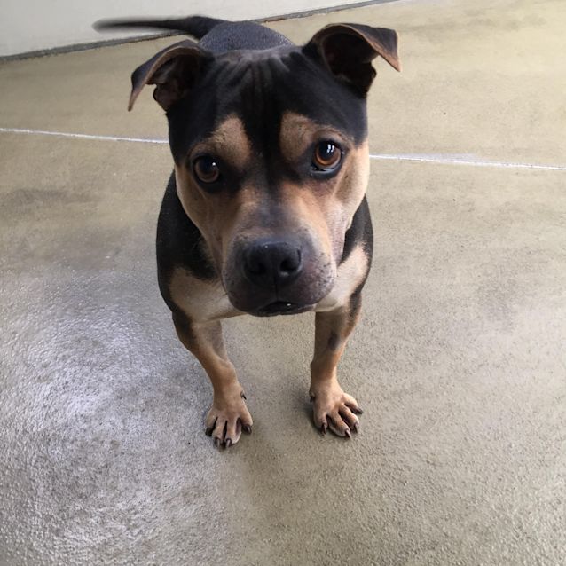 Photo of Rocky