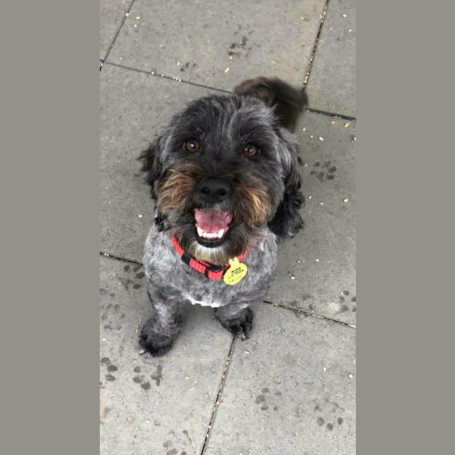 Photo of Rosie **On Trial**