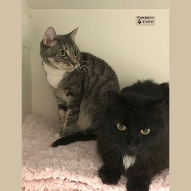 Photo of Bailey And Sahara
