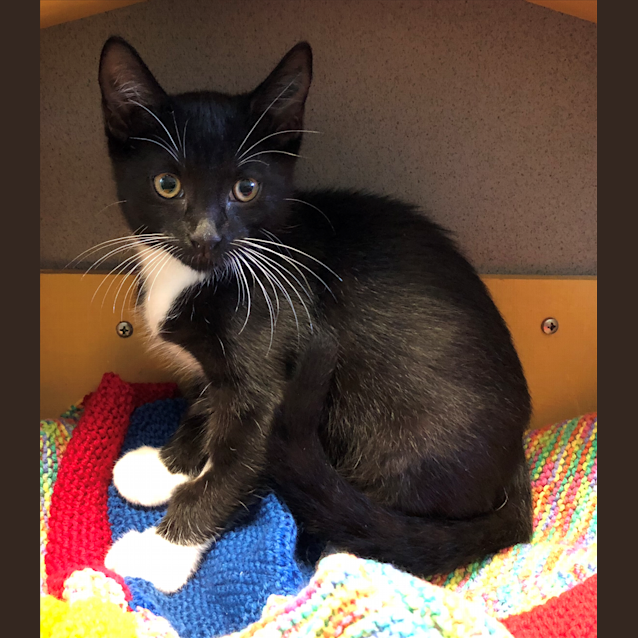 Photo of Tux