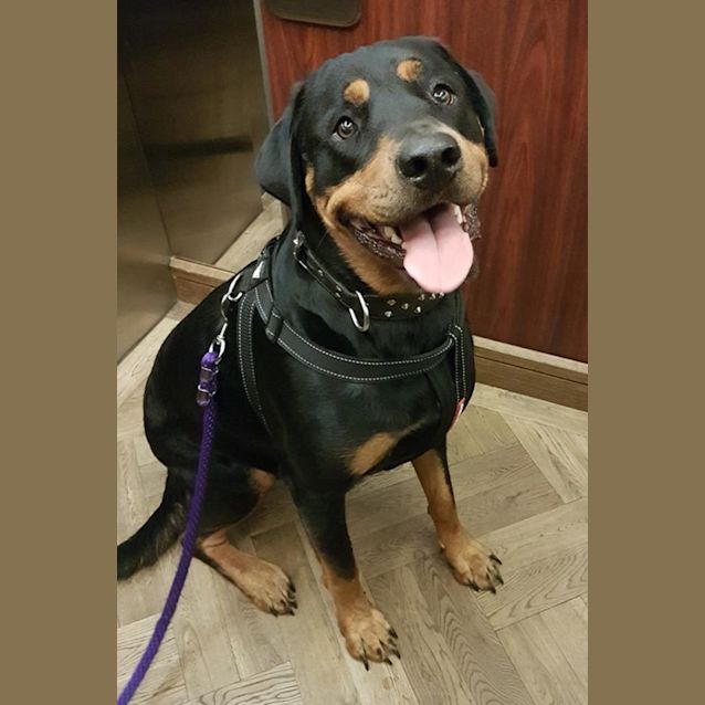 Photo of Rocky