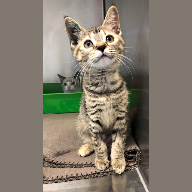 Photo of Pebbles
