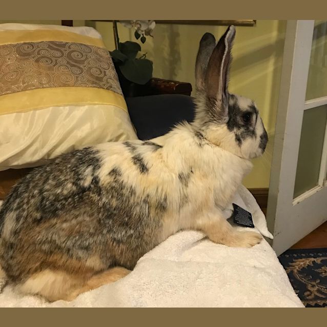 Photo of Elly & Mouse