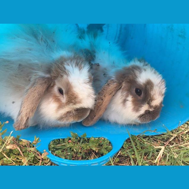 Photo of Billy And Benji