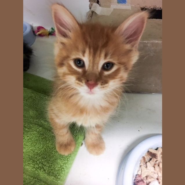 Photo of Apollo