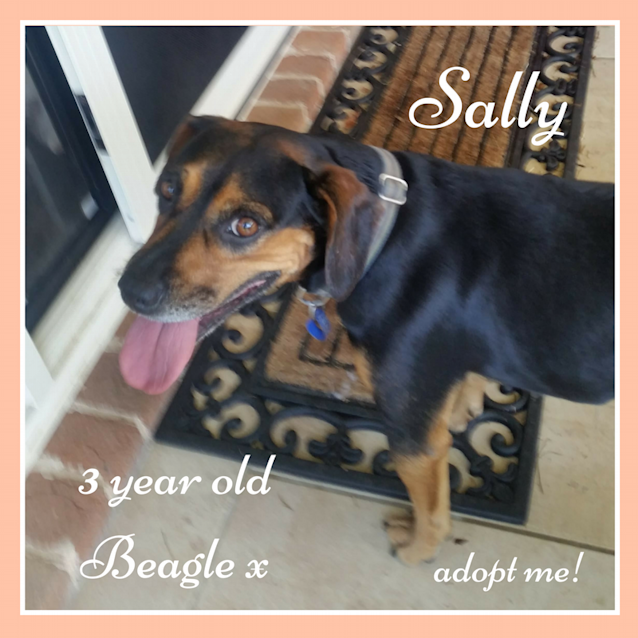 Photo of Sally ~ 3 Year Old Beagle X (On Trial 18/3/2018)