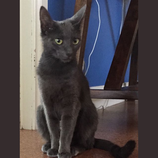Photo of Smokey