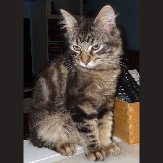 Photo of Lachy **2nd Chance Cat Rescue**