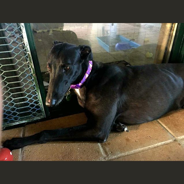 Photo of ** On Trial** Sasha 