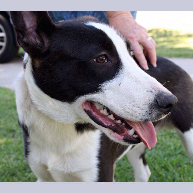 Photo of Chase