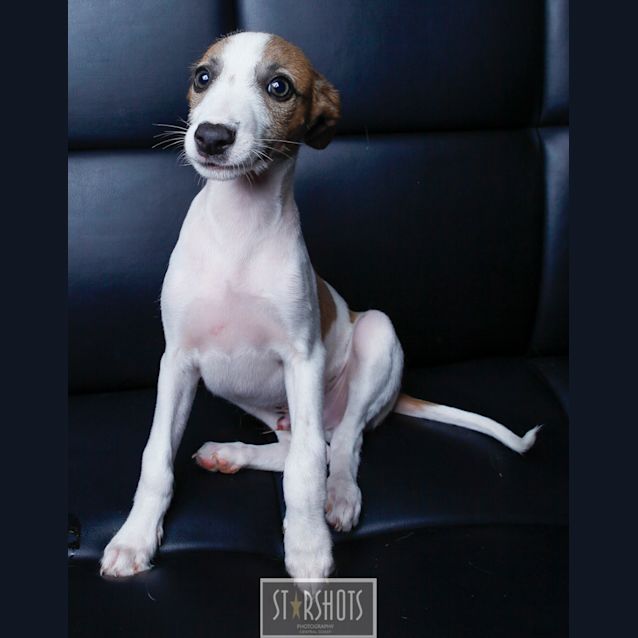 Photo of Louie