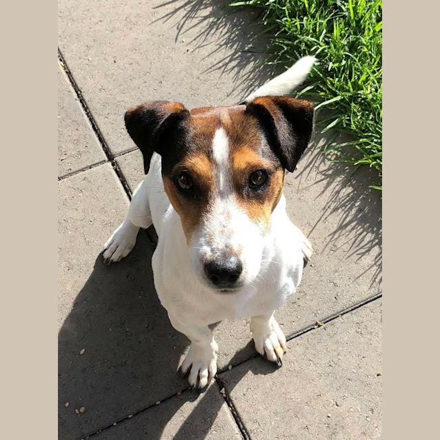 Photo of Nugget **On Trial**