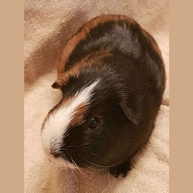 Photo of Snorlax   The Senior Bachelor