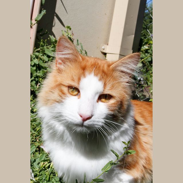 Photo of Otis