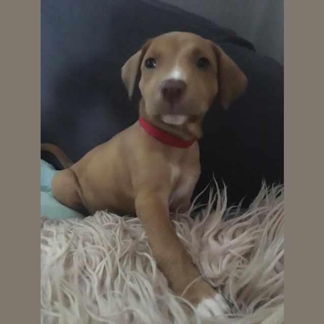 Photo of Clover 