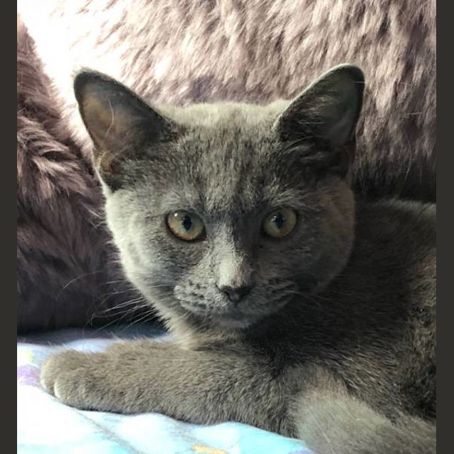 Photo of Luna