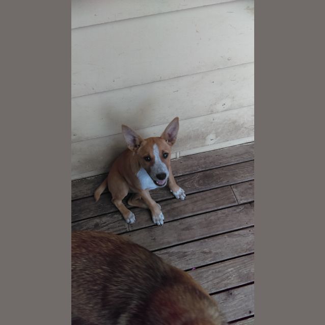 Photo of Poppy