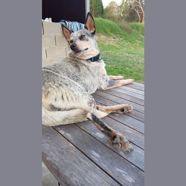 Photo of Dot