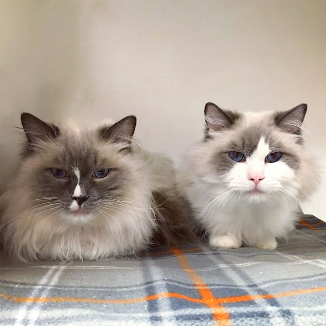 Photo of Levi And Lawrence
