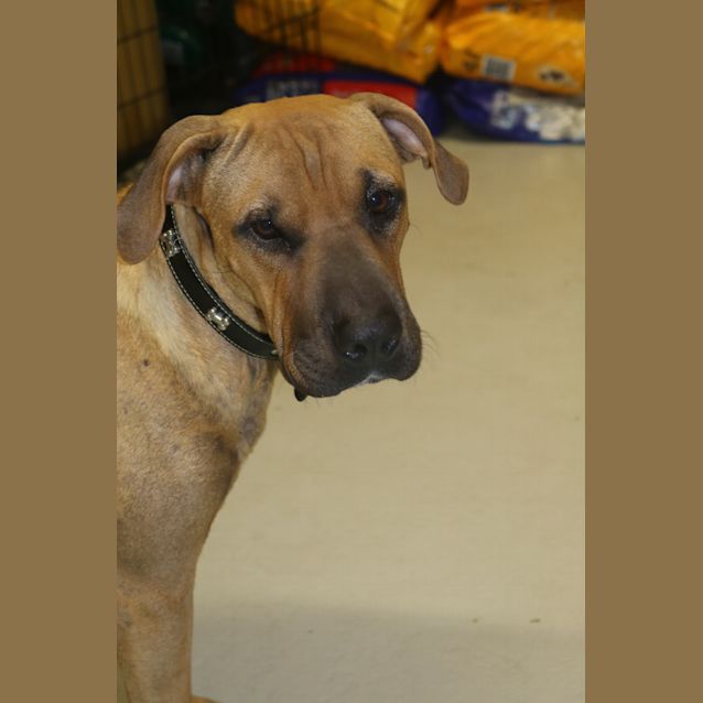 Photo of Biscuit