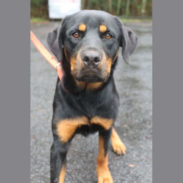 Photo of Rambo