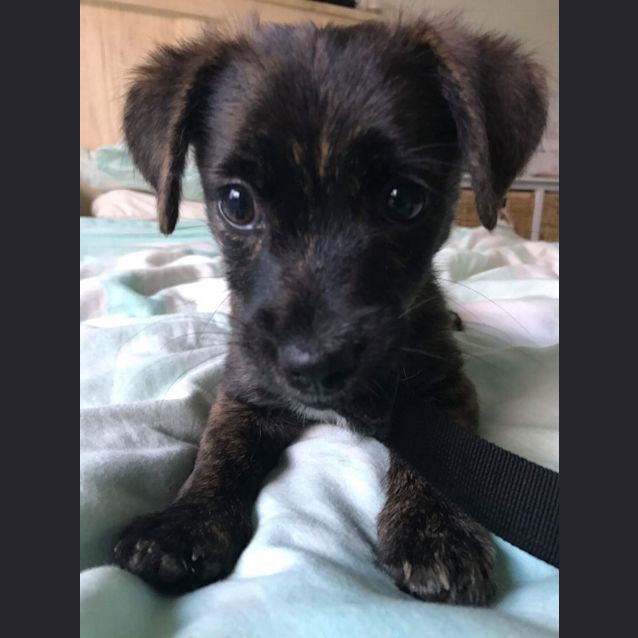Photo of Bear