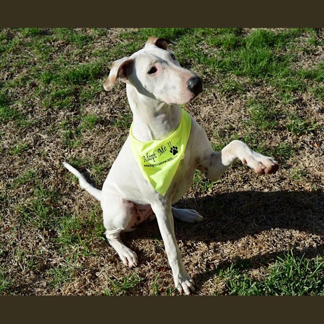 Photo of Gemma ~ Bull Terrier X (On Trial 22 4 2018)