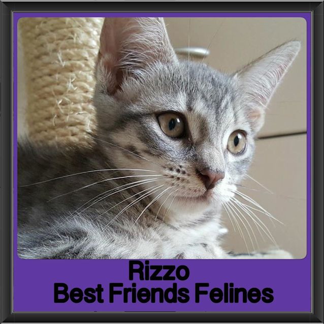 Photo of Rizzo 