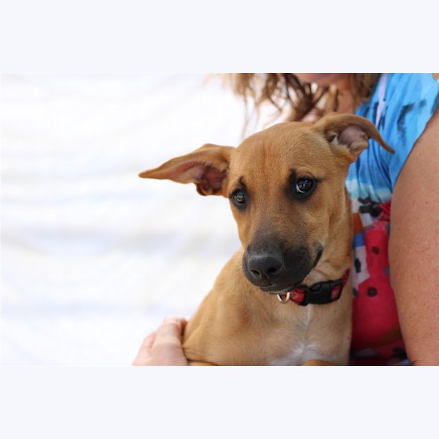 Photo of Pippa