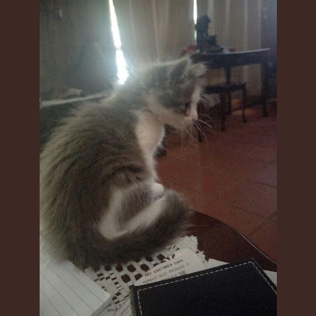 Photo of Twitch