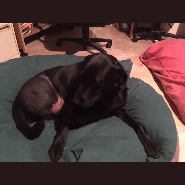 Photo of Toby