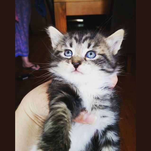 Photo of Anna **On Trial**