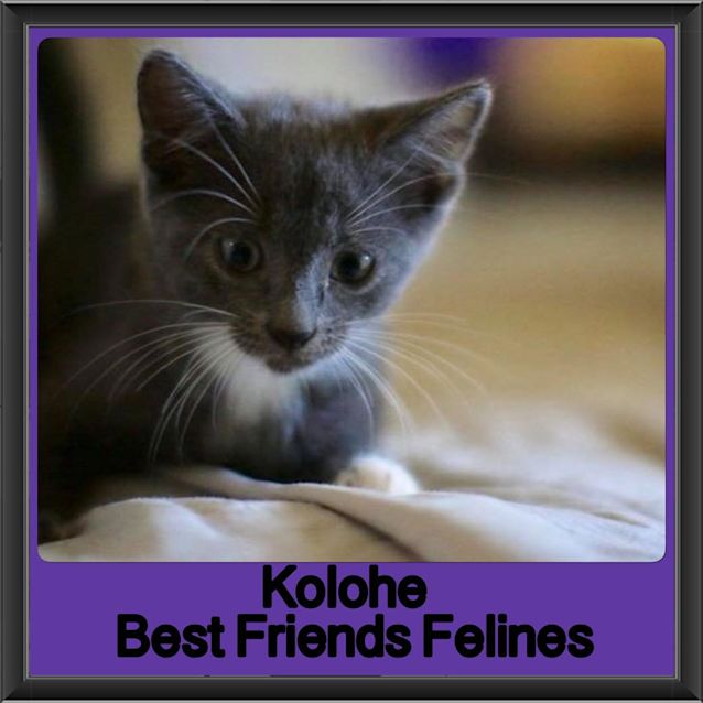 Photo of Kolohe 