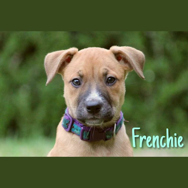Photo of Frenchie 