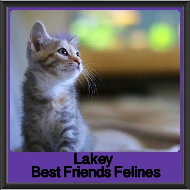 Photo of Lakey 