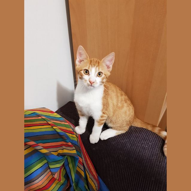 Photo of Lucky