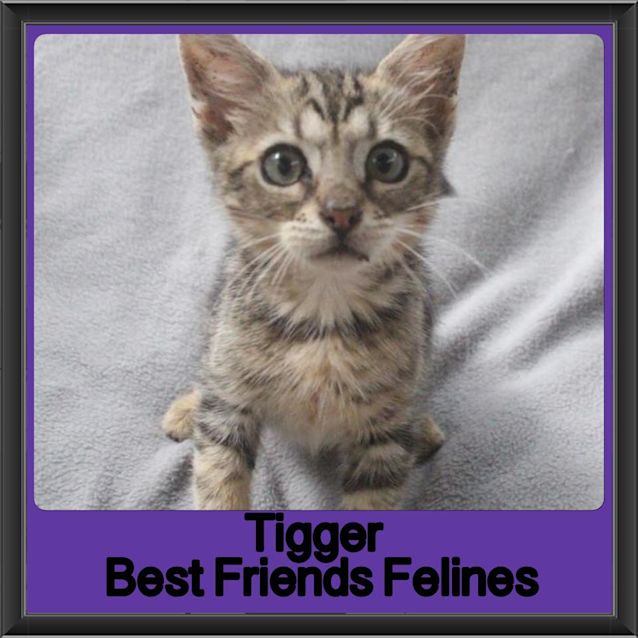 Photo of Tigger 