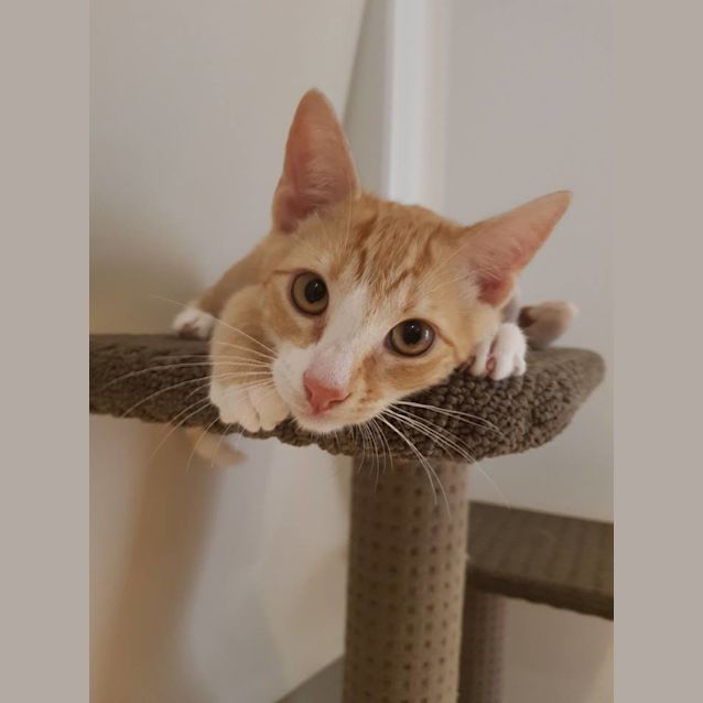 Photo of Dusty