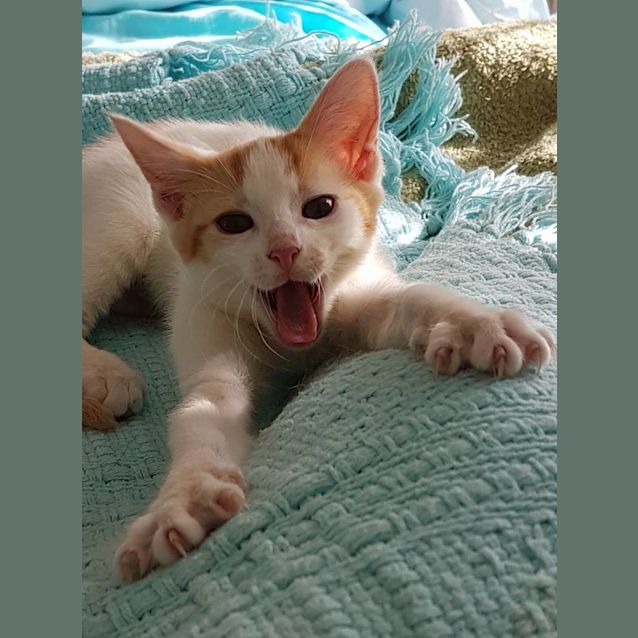 Photo of Daisy