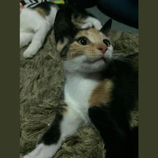 Photo of Sadie
