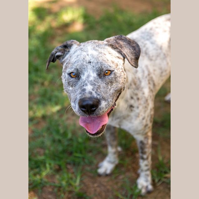 Photo of Brax