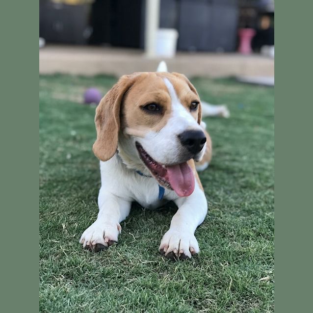 Photo of "Chase"