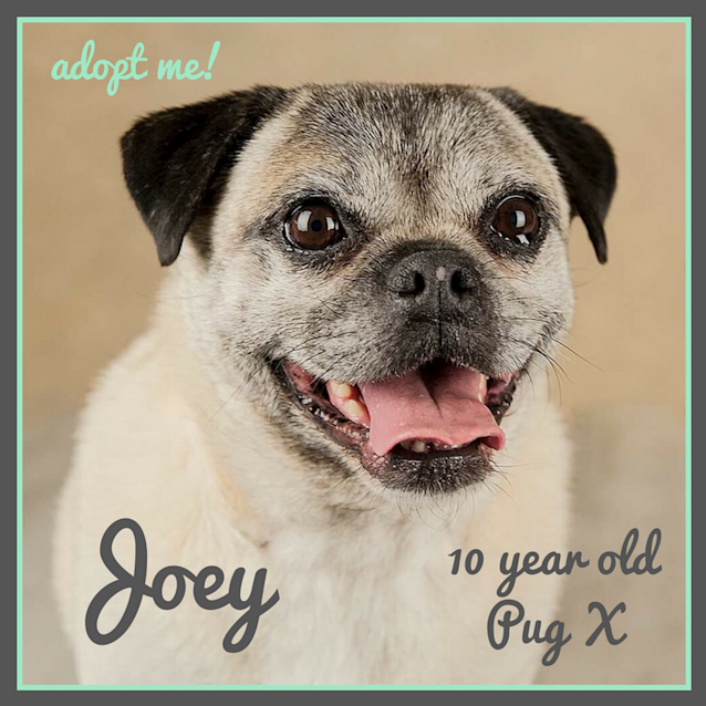 Photo of Joey ~ Pug X (On Trial 14 4 2018)