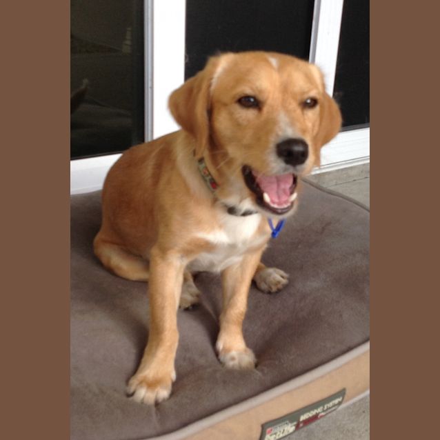 Photo of Deakie ~ Cavalier X Jrt (On Trial 20/3/18)